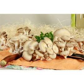 Mushroom Oyster - 5 Lb Unit