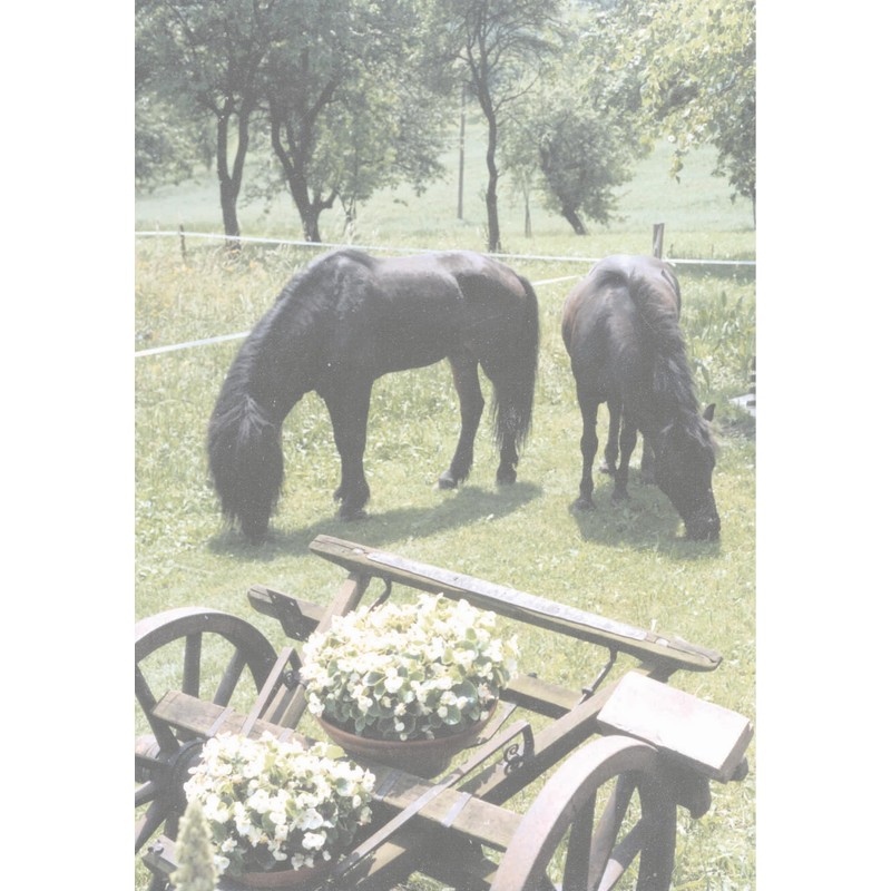 AMKA Icelandic Stirrups Black Curved Legs