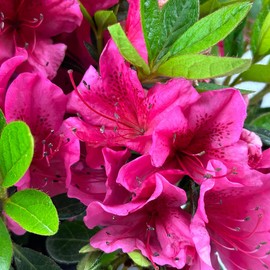Blooming & Beautiful - Girard's Renee Michelle Azalea - 3 gal - Evergreen Shrub - Deep Pink Flowers - Green Foliage - Blooms Spring - Zones 5-8 - Rhododendron 'Girard's Renee Michelle' - 3 Gallon Pot