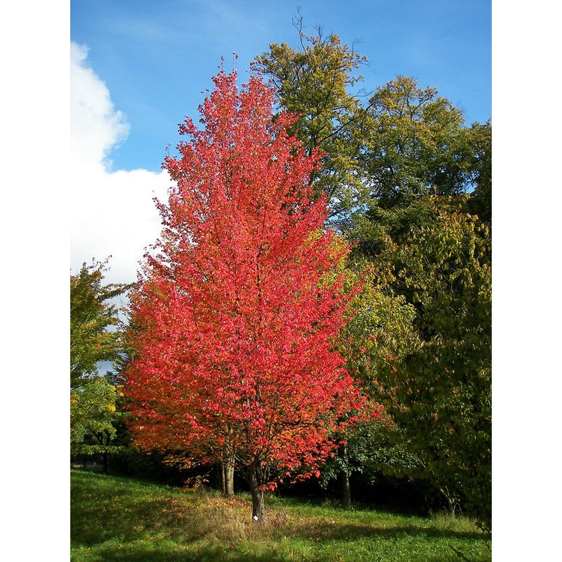 American Red Maple Shade Tree - Live Plant Shipped 3