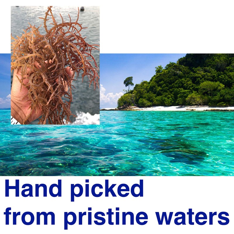 Dried Sea Moss (16 Oz (pack of one)) - Caribbean