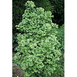 Japanese Maples and Evergreens Dwarf Ginkgo Tree - Ginkgo biloba 'Spring Grove' - 3- Year Plant