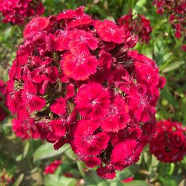 Outsidepride 5000 Seeds Biennial Dianthus Barbatus Red Oeschberg Flower Seeds for Planting