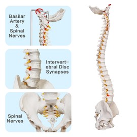 HADWYN 34" Life Size Spine Model with Nerves, Vertebrae, Arteries, Lumbar Column, Male Pelvis, Includes Durable Stand and Full Color Product Manual