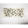 8 pk Economy All Insect Traps/Glue Boards/Window Strips.. Fly, Bees,