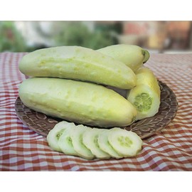 NIKA SEEDS - Vegetable White Cucumber 45 Days for Pickling Planting Non GMO - 20 Seeds
