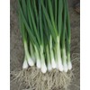 Seeds4planting - Seeds Green Welsh Bunching Onion Rare Heirloom Vegetable