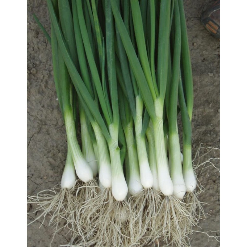Seeds4planting - Seeds Green Welsh Bunching Onion Rare Heirloom Vegetable