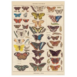 Cavallini Decorative Paper - Natural History Butterflies 20"x28" Sheet