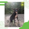 Speak Pet Products Natural Waterless Bath Spray, for Dogs, Tea
