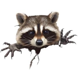 Peeking Raccoon Decal Sticker, Funny Adorable Pickaboo Raccoon Face Sticker for Bumper Window Mirror as Vinyl Waterproof Removable Weatherproof Outdoor Decals