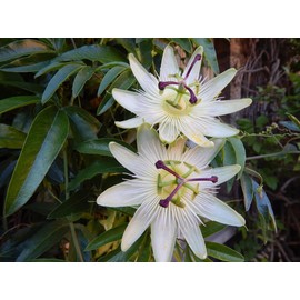 White Passion Flower- 10 Seeds -Groundcover or Trellis Vine -Seed Pack- Passiflora