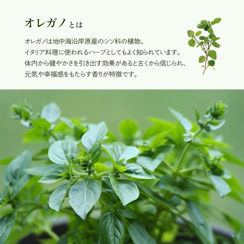 Natural 100% Oregano Oil 20ml Essential Oil Essential Oil Aroma