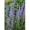 Penstemon Rocky Mountain