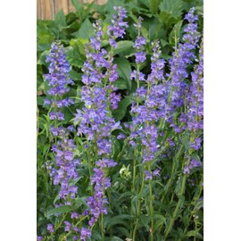 Penstemon Rocky Mountain