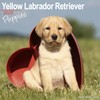 Yellow Labrador Retriever Puppies Calendar 2025 | Square Dog Breed