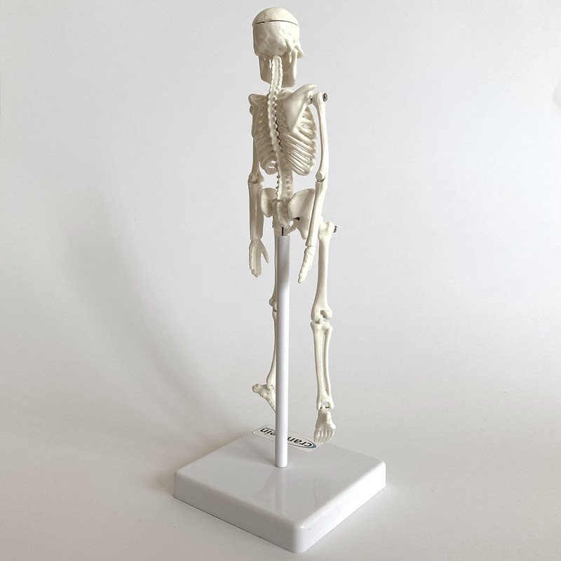 Cranstein A-134 Small Mini Skeleton Model 20 cm