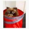 Goomba The Kitten Sticker Waterproof Vinyl Window Bumper Sticker Decal
