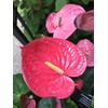 Peter's 10-30-20. 2 Pounds. Blossom Booster Water Soluble Fertilizer with