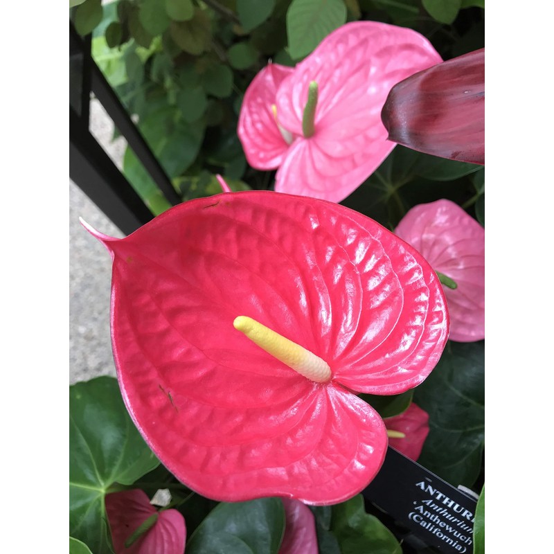 Peter's 10-30-20. 2 Pounds. Blossom Booster Water Soluble Fertilizer with