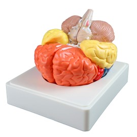 ITC Isaac Technologies Corp. IC-B10470 Regional Brain - 3 Parts | Color-Coded Regions | Include Frontal, Parietal Lobes, Occipital Lobe, Temporal Lobe, Motor & Sensory Cortex, Cerebellum, and Brain Stem| W Manual