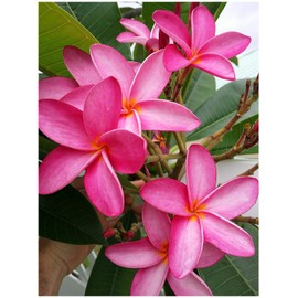 Fresh Pink Plumeria Plant Cutting - Pink Flower - Spicy Peach Fragrance - USA Live Hawaiian Lei Flower Frangipani