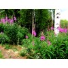 Alaska Fireweed Flower - Chamaenerion angustifolium - 1000+ Seeds -
