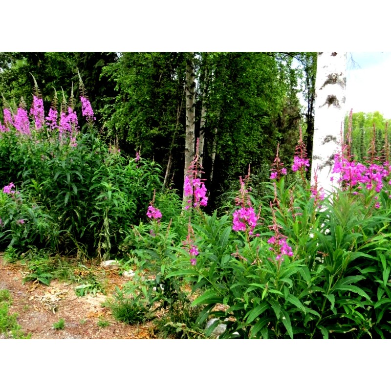 Alaska Fireweed Flower - Chamaenerion angustifolium - 1000+ Seeds -