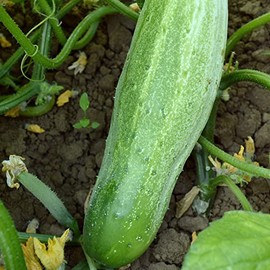 Garden Bush Slicer F1 Hybrid Cucumber Seeds - 4 Oz ~3800 Seeds - Non-GMO, F1 Hybrid - Vegetable Garden - Cucumis sativus