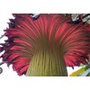 Corpse Flower - World's Largest Flower - 8+ Feet Tall
