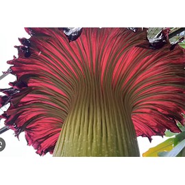 Corpse Flower - World's Largest Flower - 8+ Feet Tall - 10 Seeds - Growing Instructions are Included