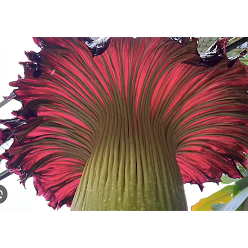 Corpse Flower - World's Largest Flower - 8+ Feet Tall