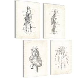 mojoliving Skeleton Anatomy Poster Set Anatomy Model Pictures Bedroom Anatomy Skeleton Decoration Aesthetic Pictures Vintage Anatomy Poster Skeleton Aesthetic Room Decor Fitness Poster