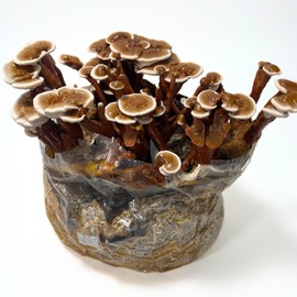 Mycelium All-in-One Mushroom Grow Bag – 6lb Sterilized Substrate with Oak, Soy Hull & Whole Oats Grain | Ready-to-Inoculate Grow Kit with Injection Port | Grow Lion’s Mane, Shiitake & Oyster Mushrooms