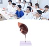 Kidney Model Anatomy Normal Human Anatomical Teaching Doctors Office Educational
