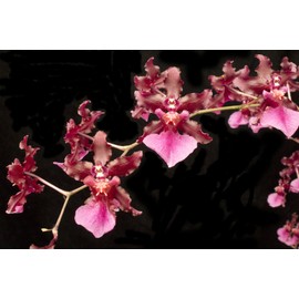 Orchid Insanity - Oncidium Sharry Baby - Chocolate Fragrance Very Popular, Easy to Grow and Bloom (NOT in-Bud/Bloom When Shipped)