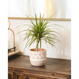 Succulents Box Dracaena Kiwi - 4" Pot, White Minimalist Pot with Saucer