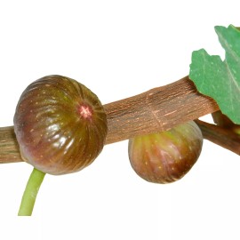 Hand Picked Nursery Fig Plant 'Magnolia' - Live Fig Tree Starter Plant - Very Sweet Brunswick Figs - 2