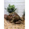 Auspicious Fortune Charm Lifelike Green Brown Turtle Tortoise Small Figurine