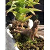 Yoga With Sloths Figurines Set of Five - 3" Sloth