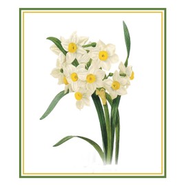 Orenco Originals Narcissus Flower by Pierre-Joseph Redoute Counted Cross Stitch Pattern