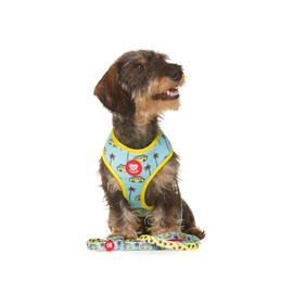 DUKIER - Dog Leash, Extendable Accessories for Pets, Long & Durable with Safety Click Hook, California, Size S