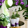 SANTINO Orchid Pot Diameter 12 cm Self-Watering Pot with Wick