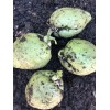 1 Chayote Squash Mirliton Live Plant Ready To Plant