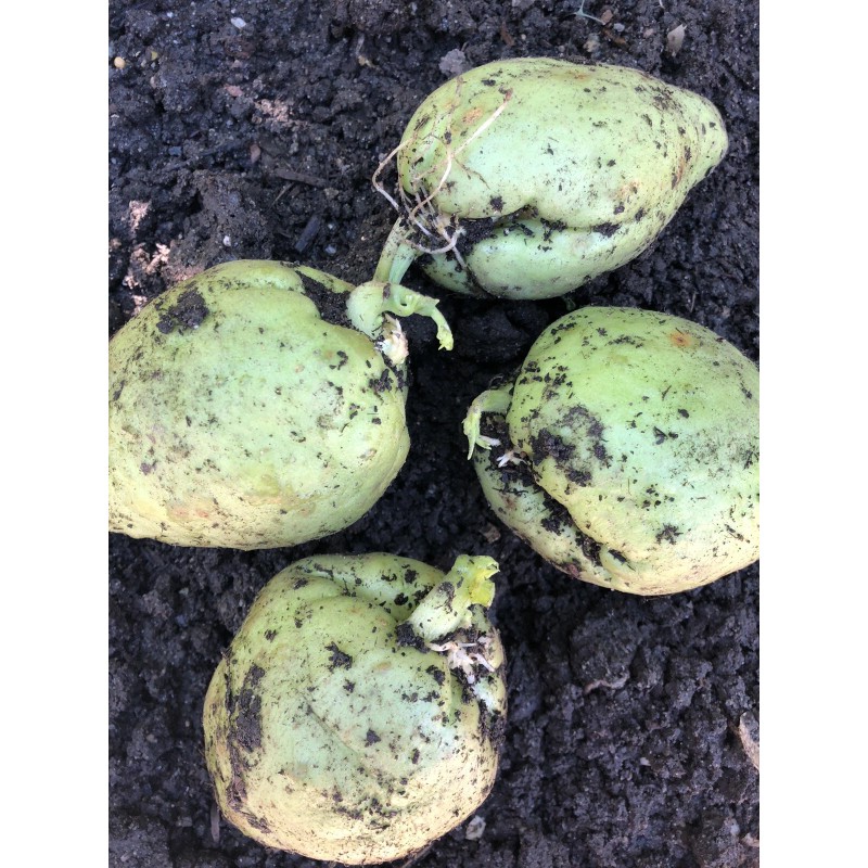 1 Chayote Squash Mirliton Live Plant Ready To Plant