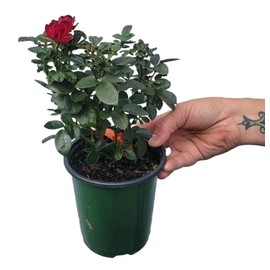 Petite Knock Out® Rose - Live Plant - (1 QT)