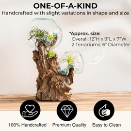 Cape Craftsmen 12" H Hand-Blown Blue Tinted Bubble Glass On Natural Teak Driftwood Terrarium | Home Décor Indoor Planter with Stand | Pot for Succulent and Plants