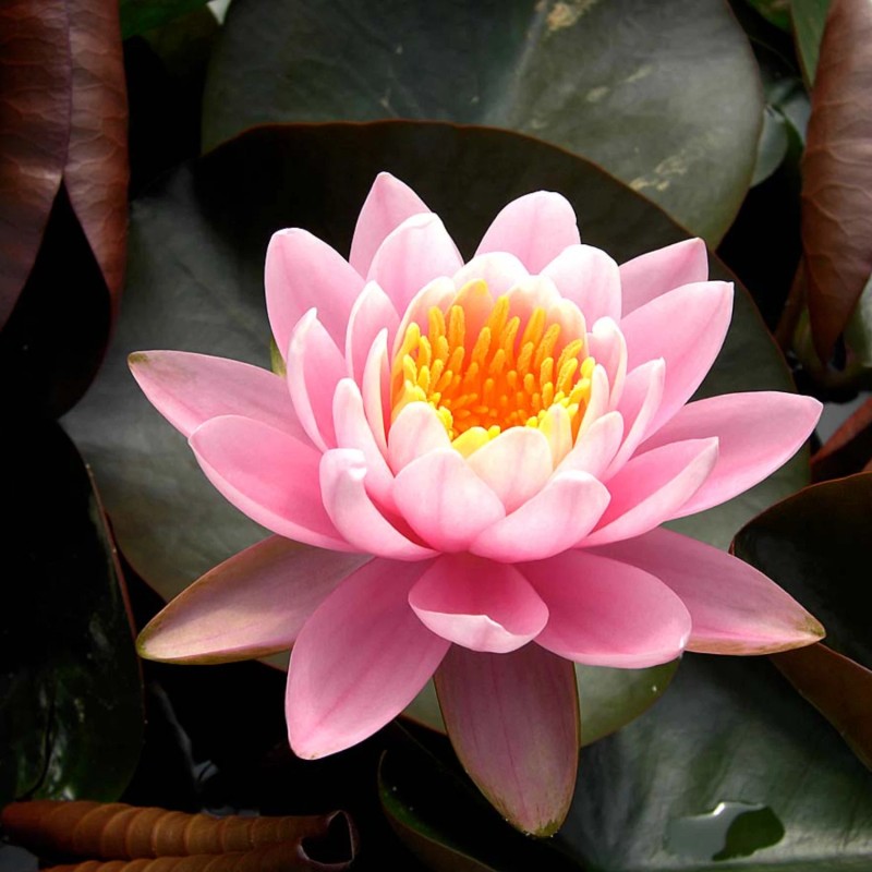 4 Pack Live Hardy Water Lilies Pre-Grown Tuber Rhizome Orange,