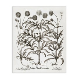 Stupell Industries Scientific Vintage Flowers Canvas Wall Art Design by Lettered and Lined
