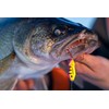 Northland Tackle BRCS3-220 Buck-Shot Coffin Spoon 1/8 OZ Uv Glo